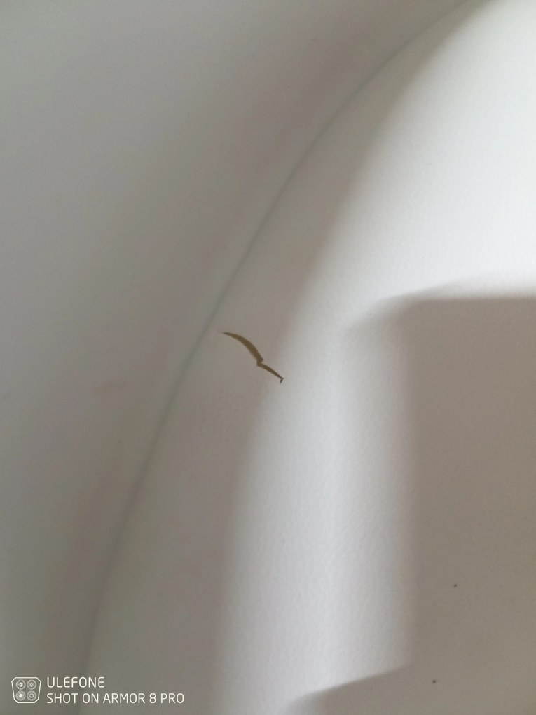 OFERTA Scaun alb cu picioare de stejar KRIS clasa II