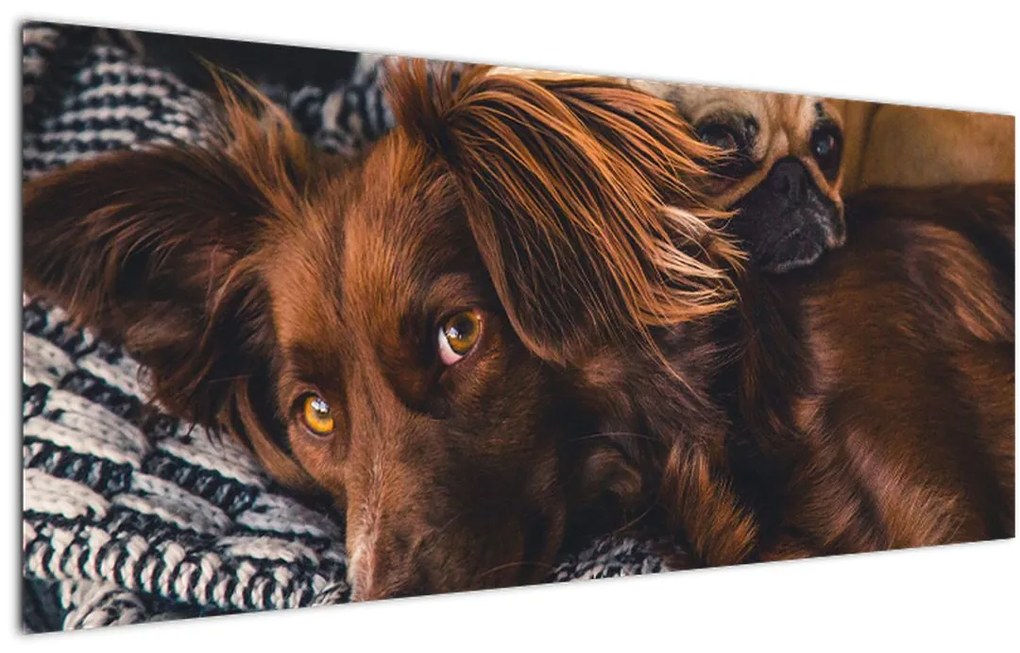 Tablou cu câini dormind (120x50 cm)