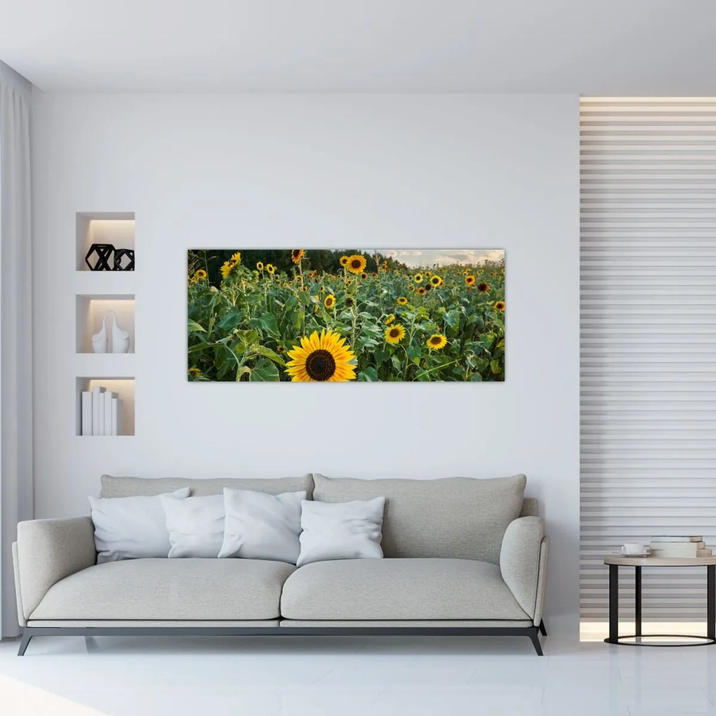 Tablou - Câmpul de floarea-soarelui II. (120x50 cm)