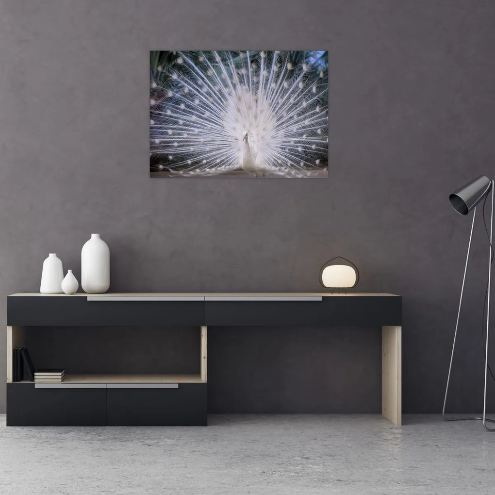 Tablou - Păun alb (70x50 cm)