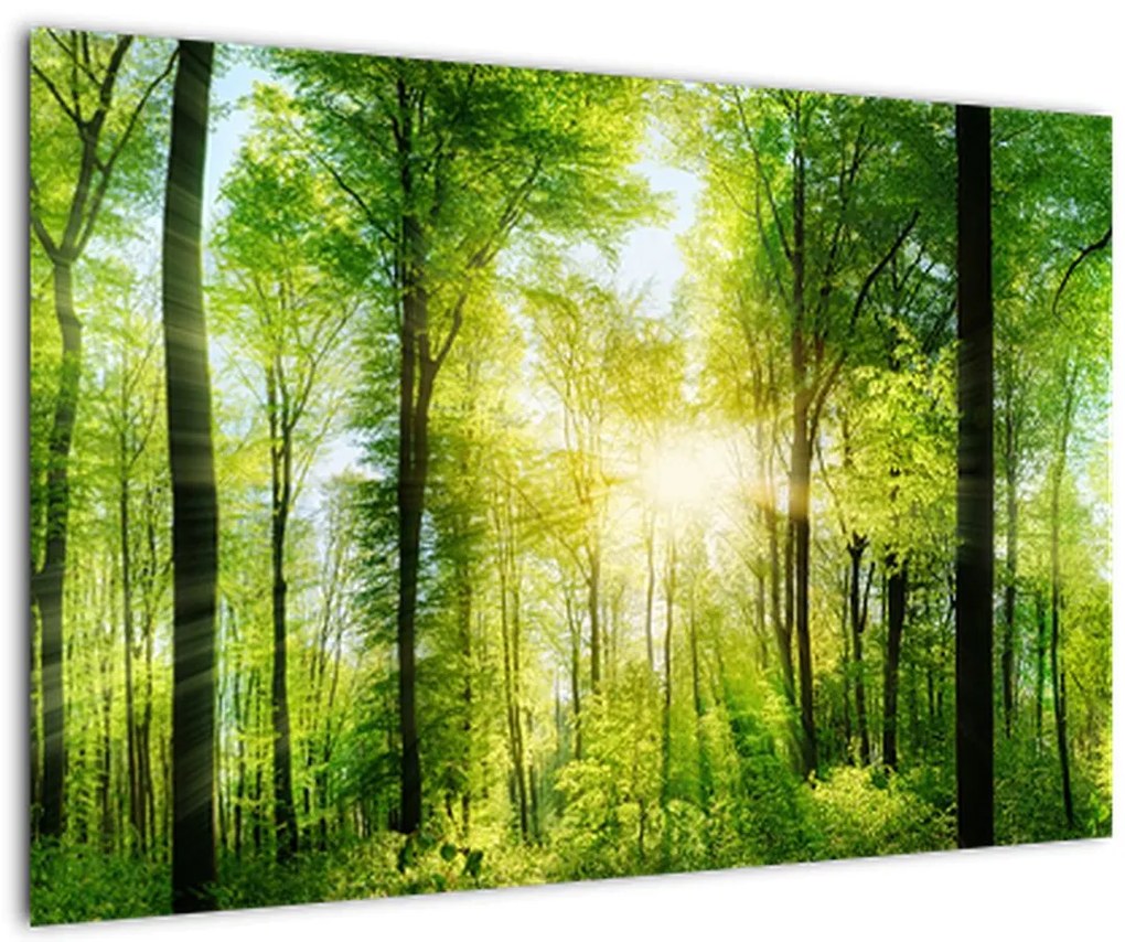 Tablou - Răsărit în pădure (90x60 cm)
