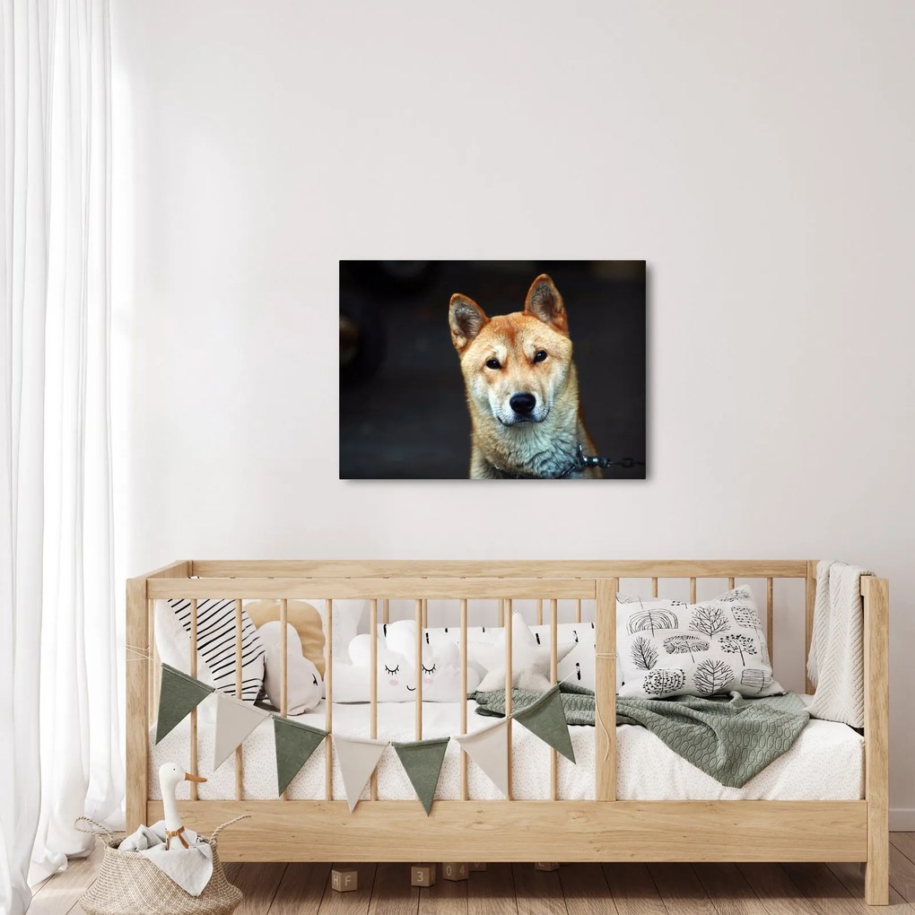 Tablou cu câine (70x50 cm)