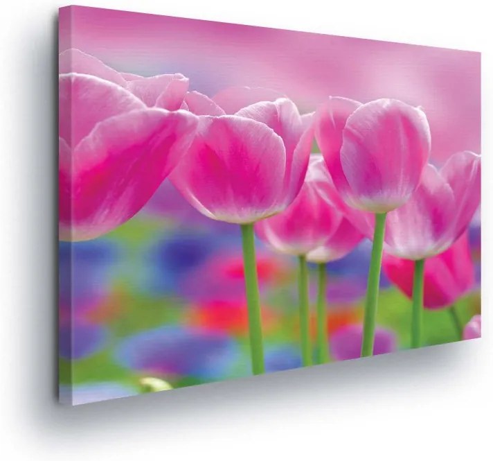 GLIX Tablou - Pink Tulips 100x75 cm