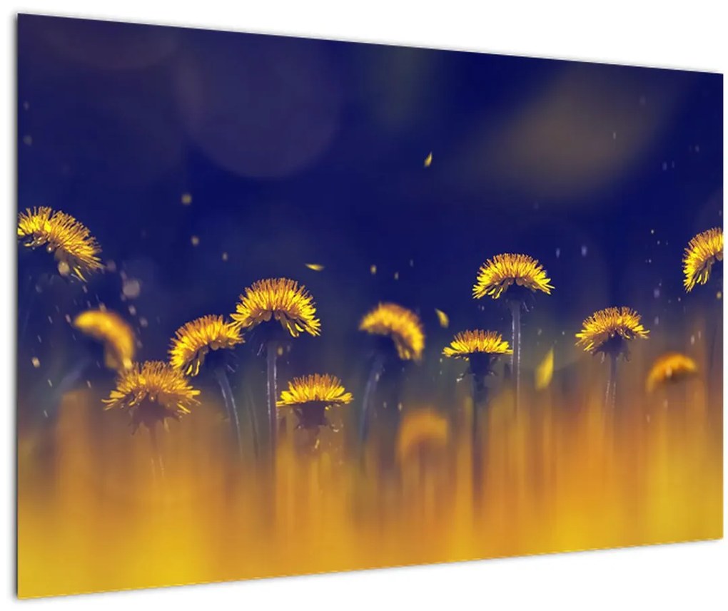 Tablou - Păpădii (90x60 cm)