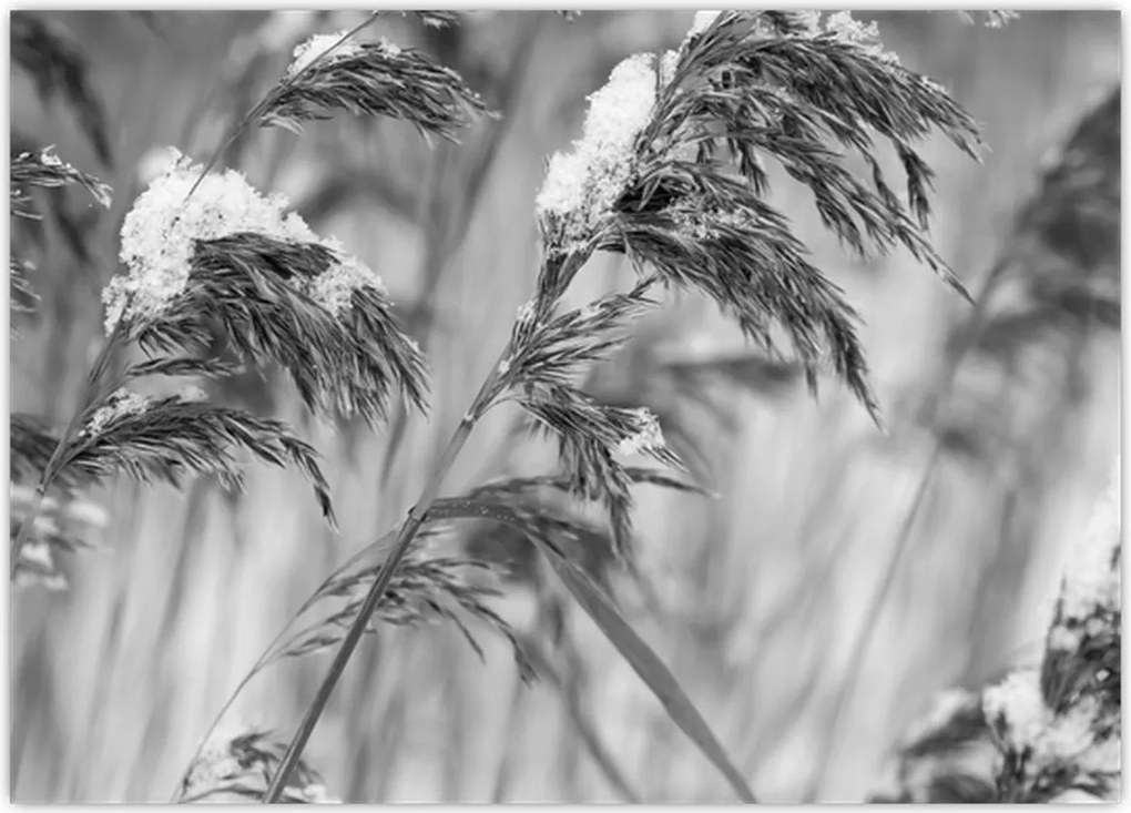 Tablou - Tei,alb-negru (70x50 cm)