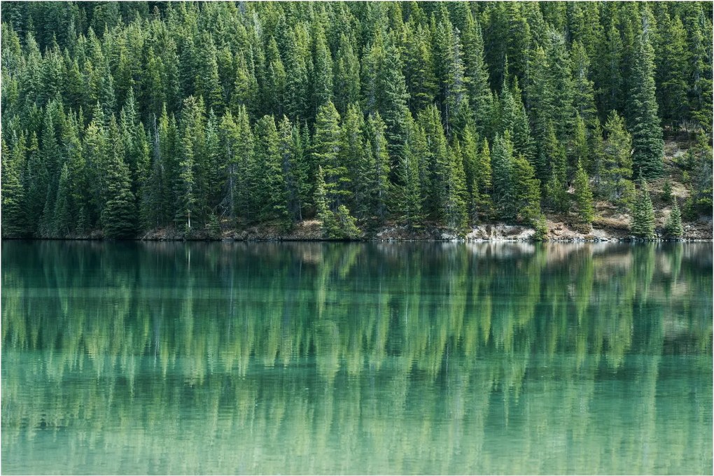 Tablou - Coniferi lângă lac (90x60 cm)