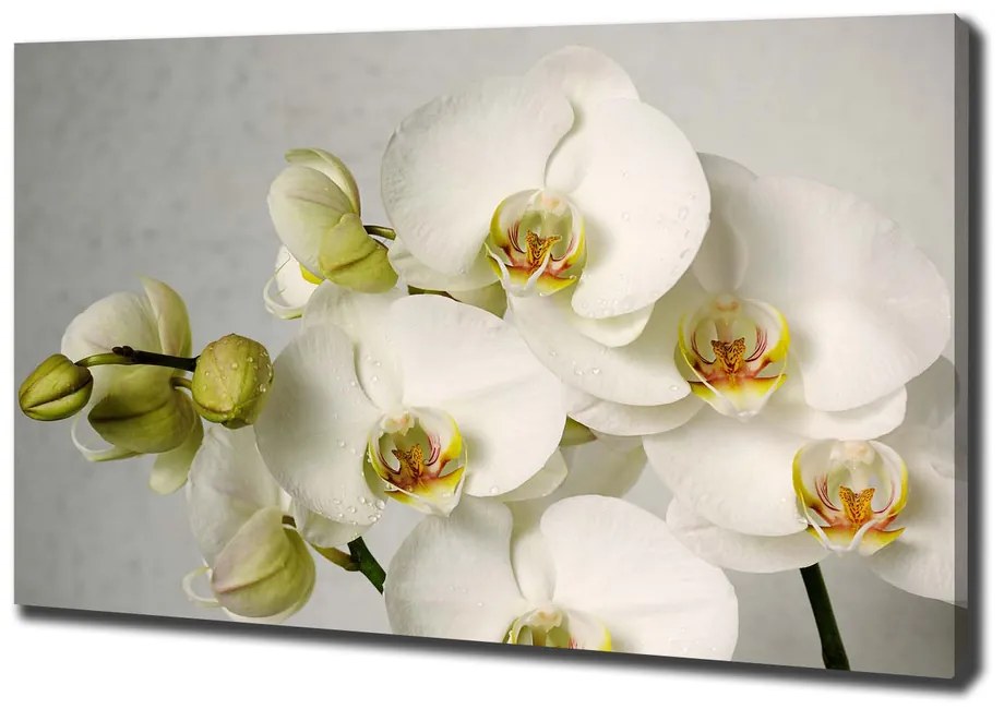 Pictură pe pânză Alb orhidee