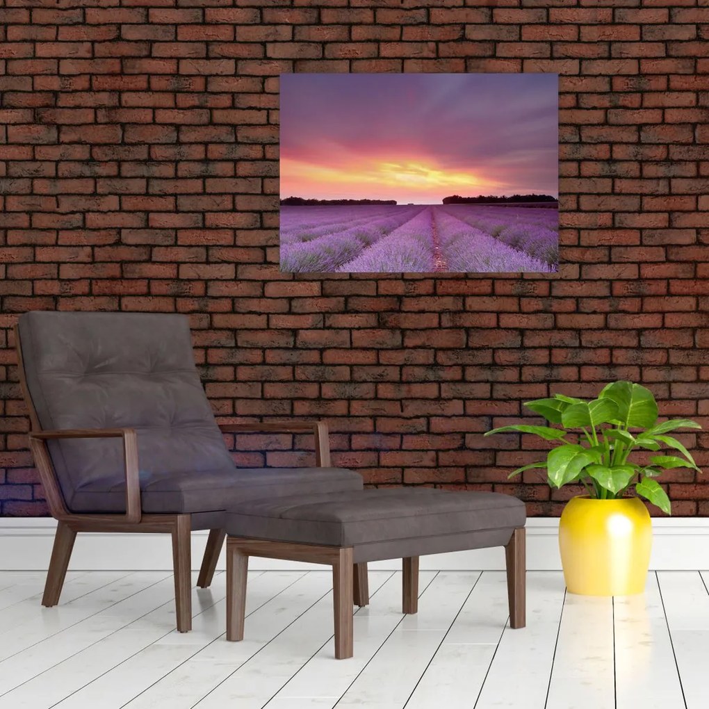 Tablou - Câmp de lavandă (70x50 cm)