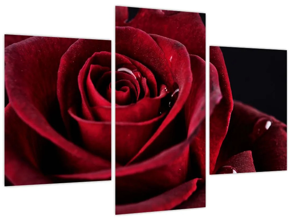 Tablou - Trandafir roșu (90x60 cm)
