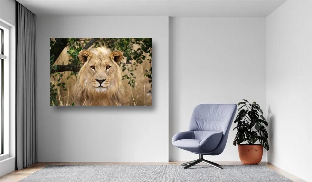 Tablouri Canvas Animale - Leul la pozat