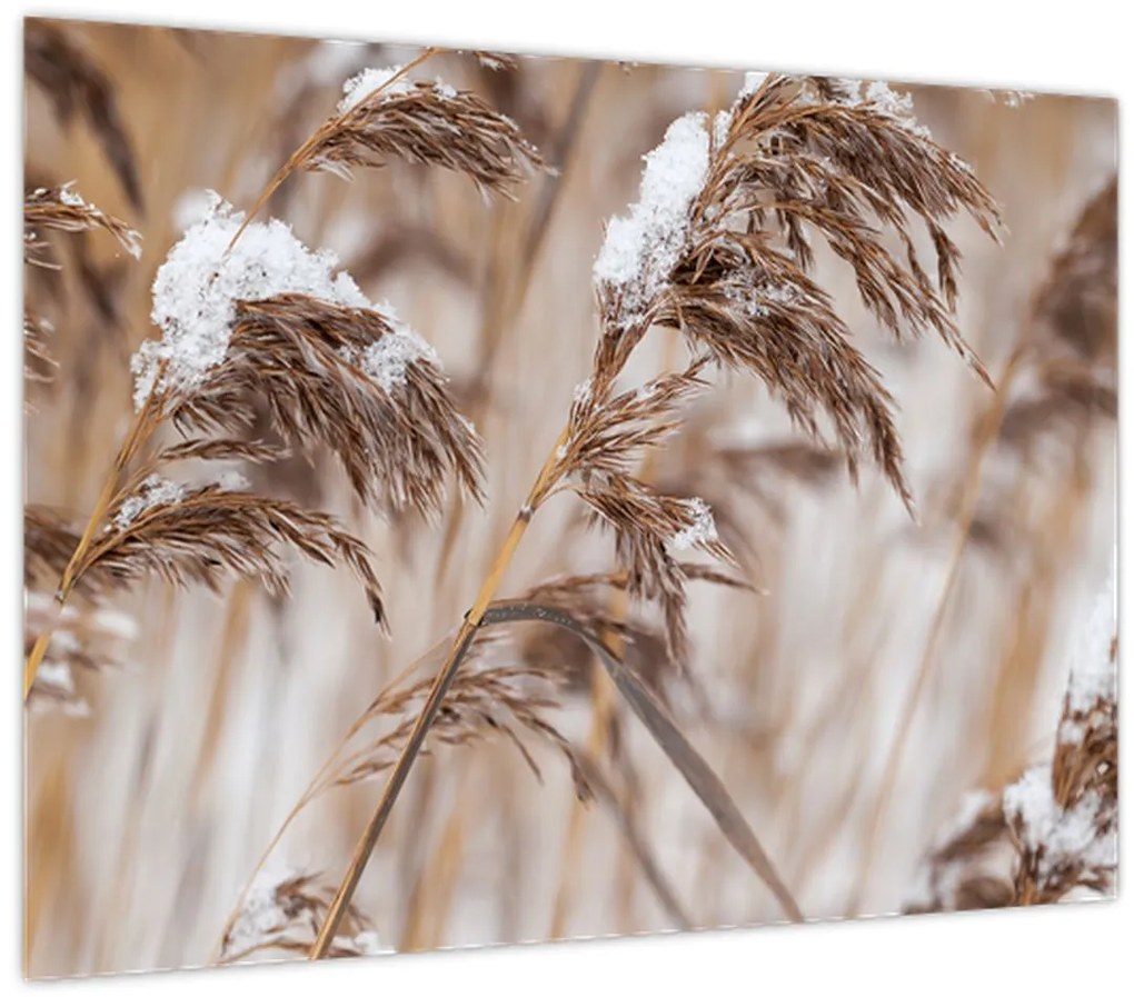 Tablou - Tei (70x50 cm)