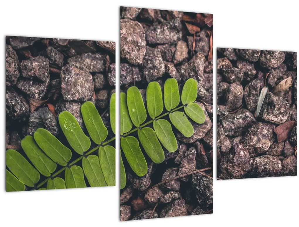Tablou cu planta verde (90x60 cm)