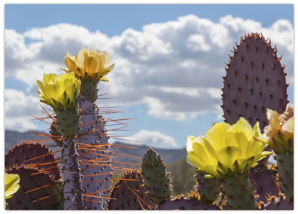 Tablou pe sticlă cu floarea de cactus Opunție (70x50 cm)