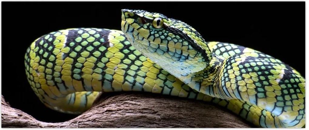 Tablou - Șarpele cu clopoței al lui Wagler (120x50 cm)