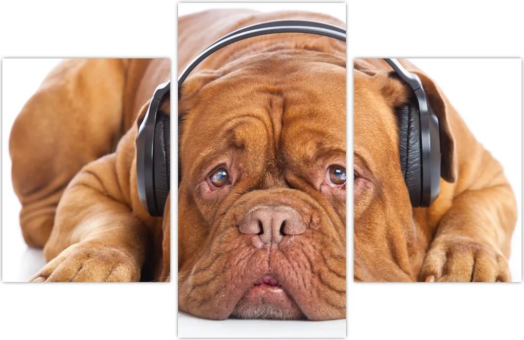 Tablou câinele cu căști (90x60 cm)