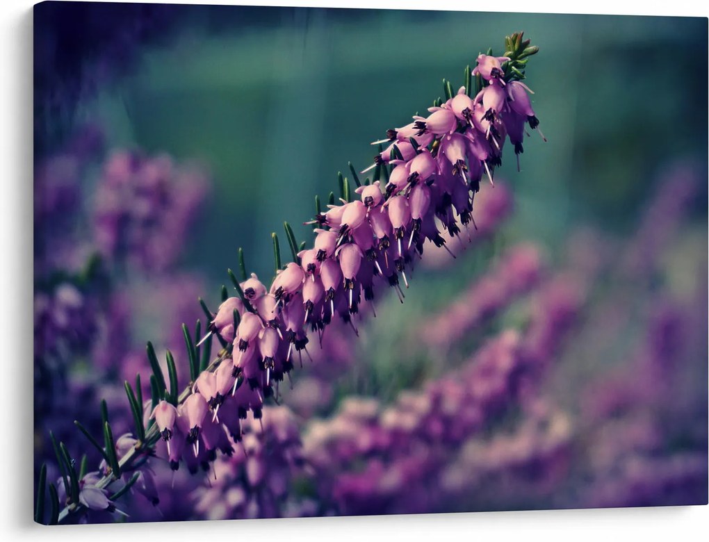Tablou cu lavanda (70x50 cm)