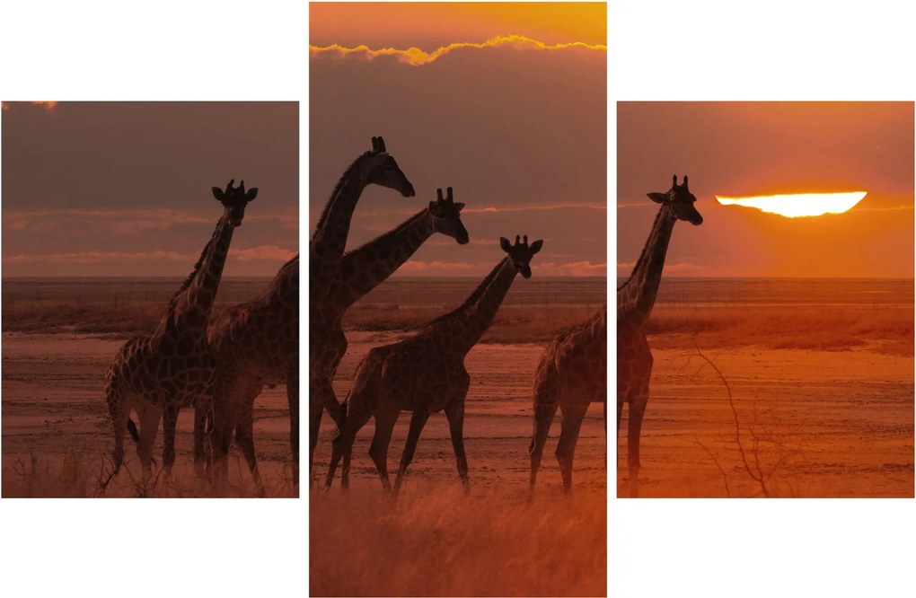 Tablou - Girafe în savana africană (90x60 cm)
