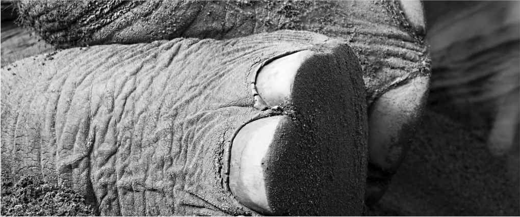 Tablou - Picior de elefant (120x50 cm)