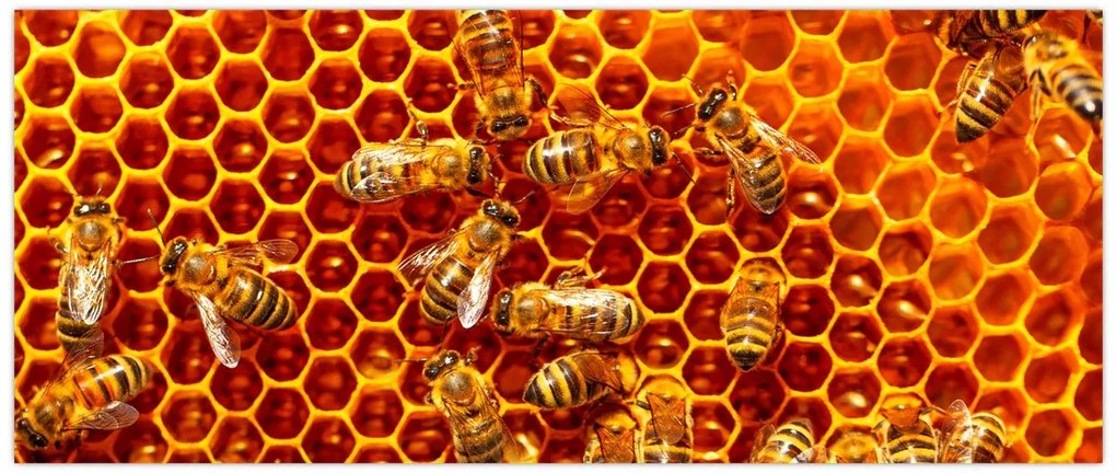 Tablou - Fagure de miere (120x50 cm)