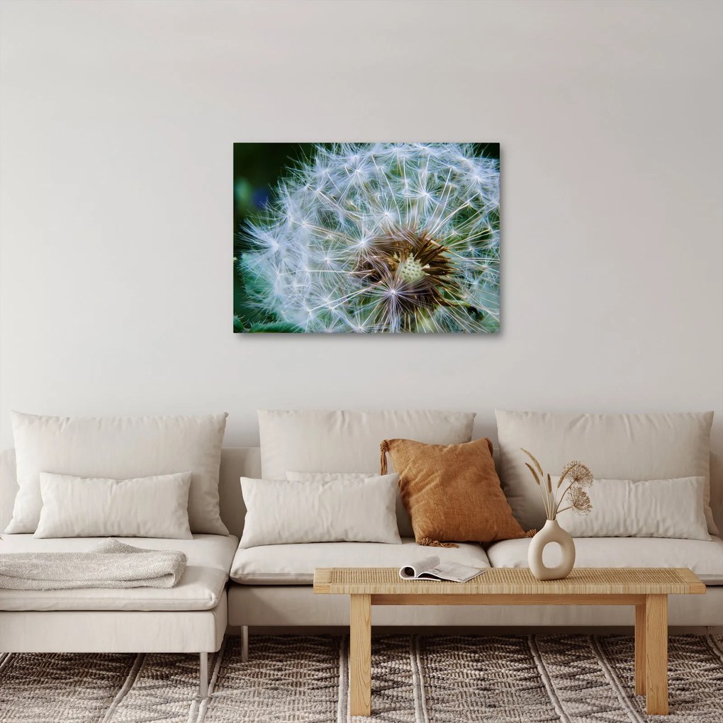 Tabloul cu păpădie desflorit (70x50 cm)