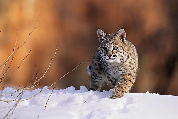 Fotografie Bobcat, Felis rufus, walking in snow,, Kevin Schafer