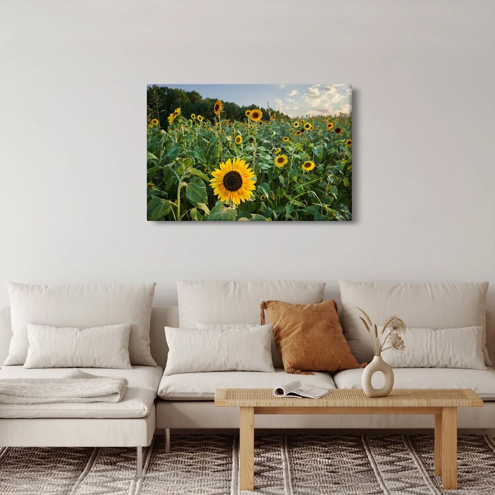 Tablou - Câmpul de floarea-soarelui II. (90x60 cm)
