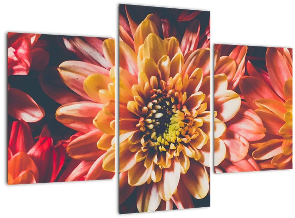 Tablou - Crizantemă (90x60 cm)