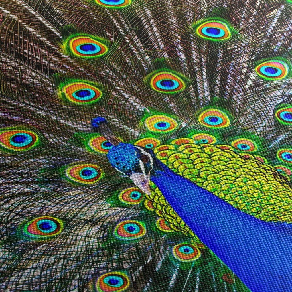 Tablou - Păun (70x50 cm)