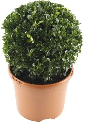 Buxus Sempervirens rotund/ Cimisir sub forma de bila, H 20-25 cm, Co 3 L