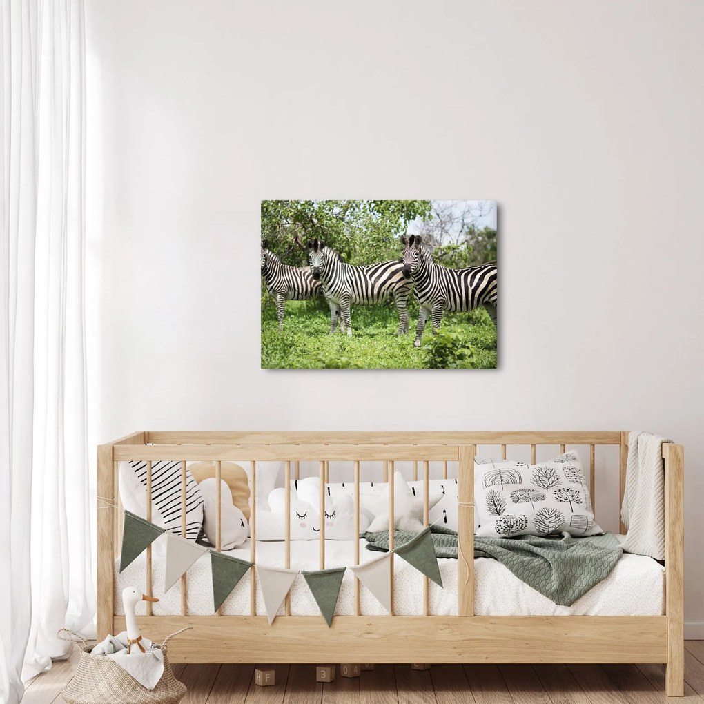 Tablou cu zebre (70x50 cm)