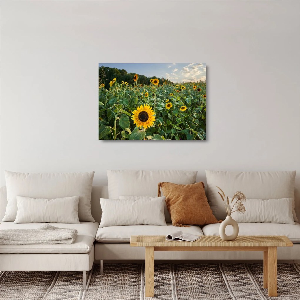 Tablou pe sticlă - Câmpul de floarea-soarelui II. (70x50 cm)
