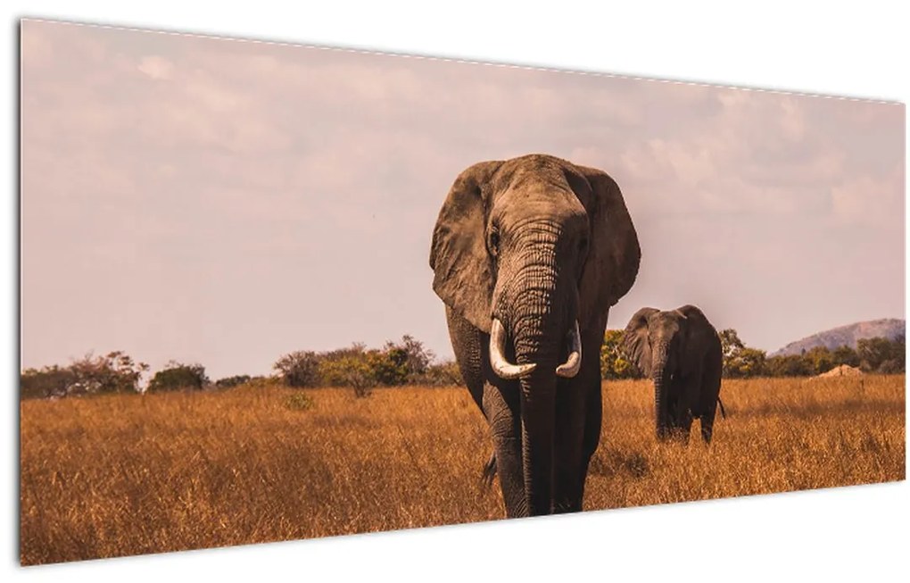 Tablou - Venirea elefantului (120x50 cm), în 40 de alte dimensiuni noi