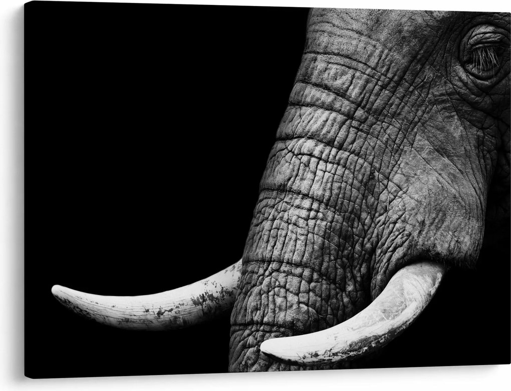Tablou - Colți de elefant (70x50 cm)