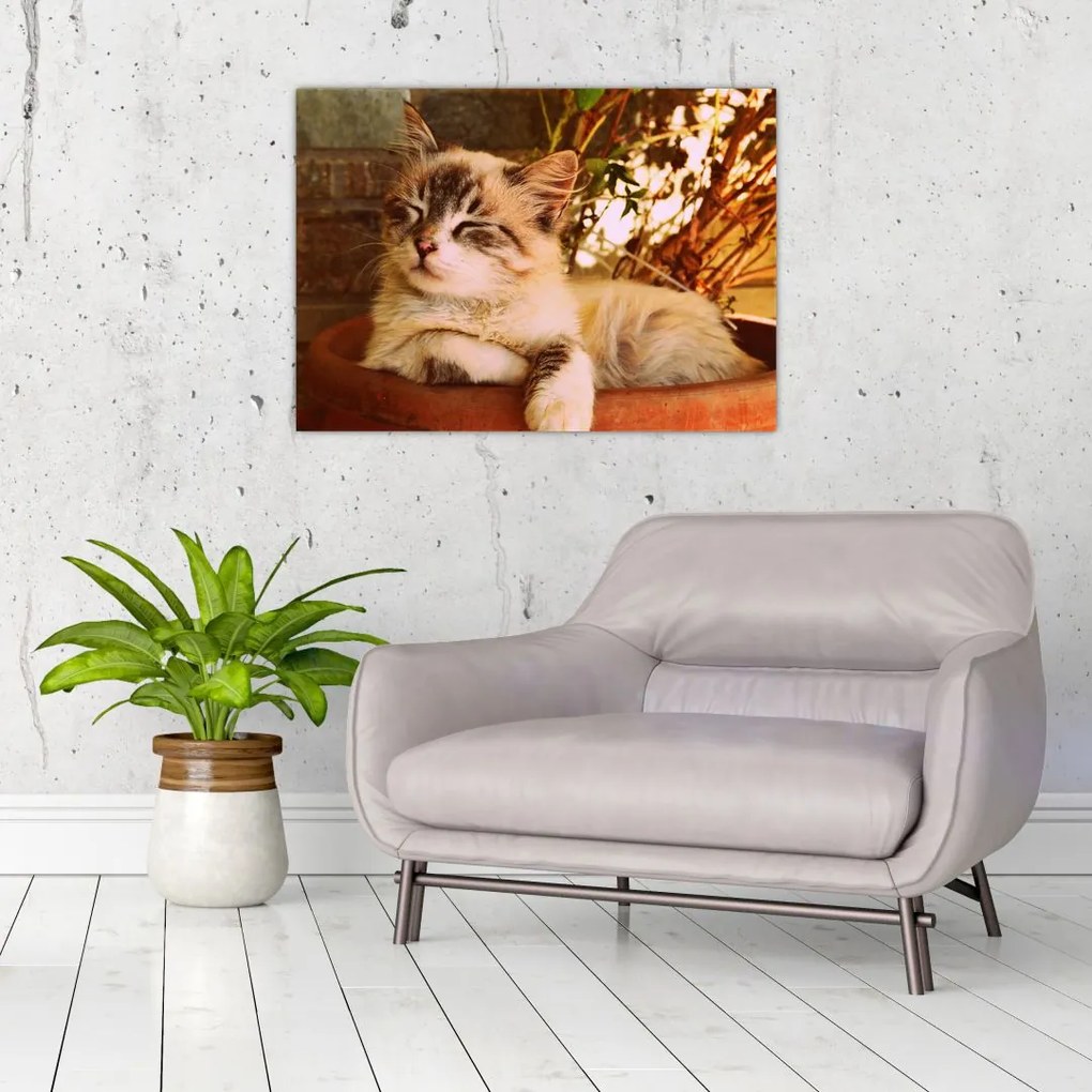 Tablou cu pisica în ghiveci (70x50 cm), în 40 de alte dimensiuni noi