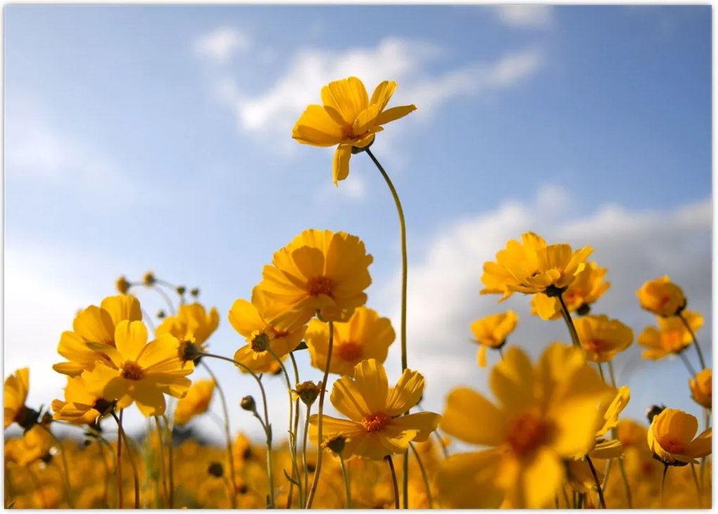 Tablou - Câmp cu flori galben deschis (70x50 cm)