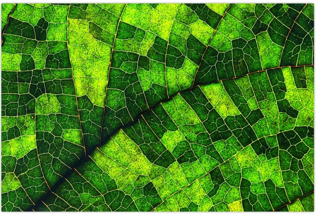 Tablou - Detaliu frunze (90x60 cm)