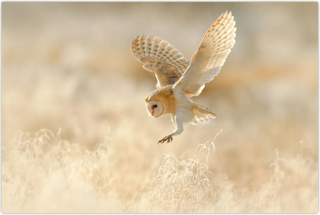 Tablou - Bufnița roșie (90x60 cm)