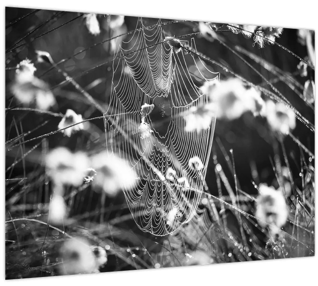 Tablou - Pânza de păianjen în pajiște (70x50 cm)