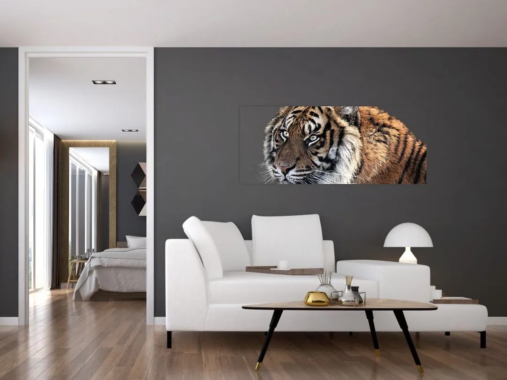 Tablou cu tigrul (120x50 cm)