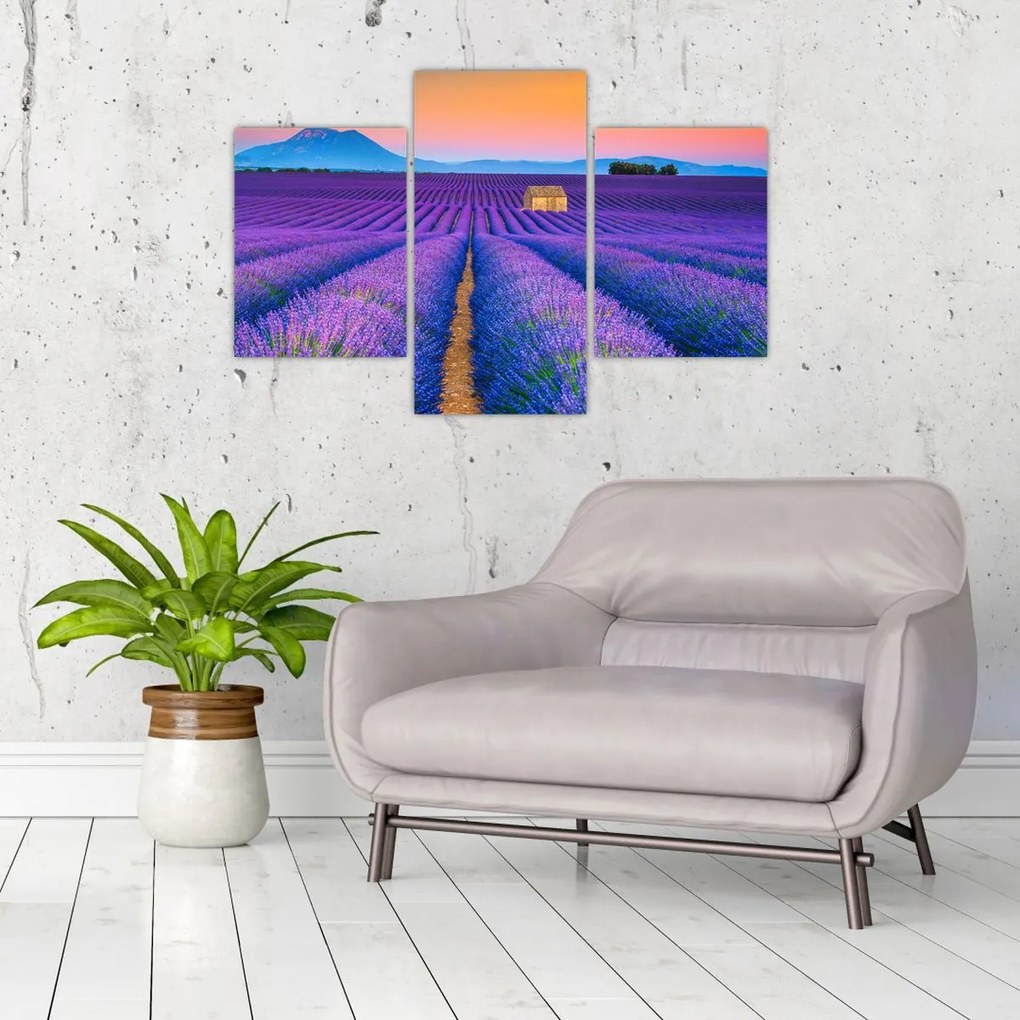 Tablou - Câmp de levănțica (90x60 cm)