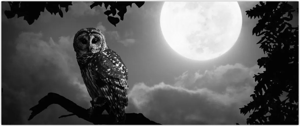 Tablou - Bufniță de noapte, alb și negru (120x50 cm)