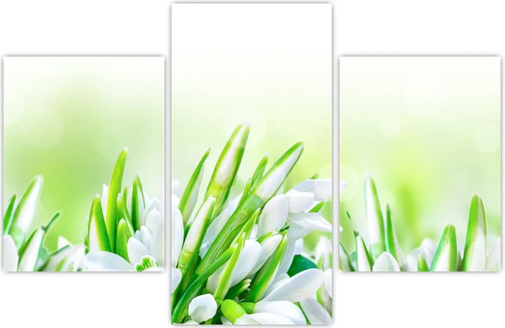 Tablou - Ghiocei (90x60 cm)