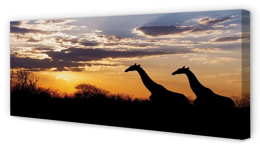 Tablouri canvas nori de copaci Girafele