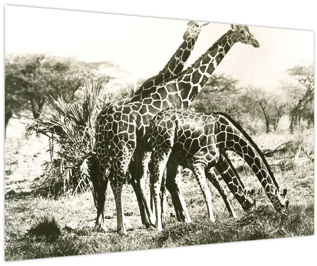 Tablou - Girafe, de epocă (90x60 cm)