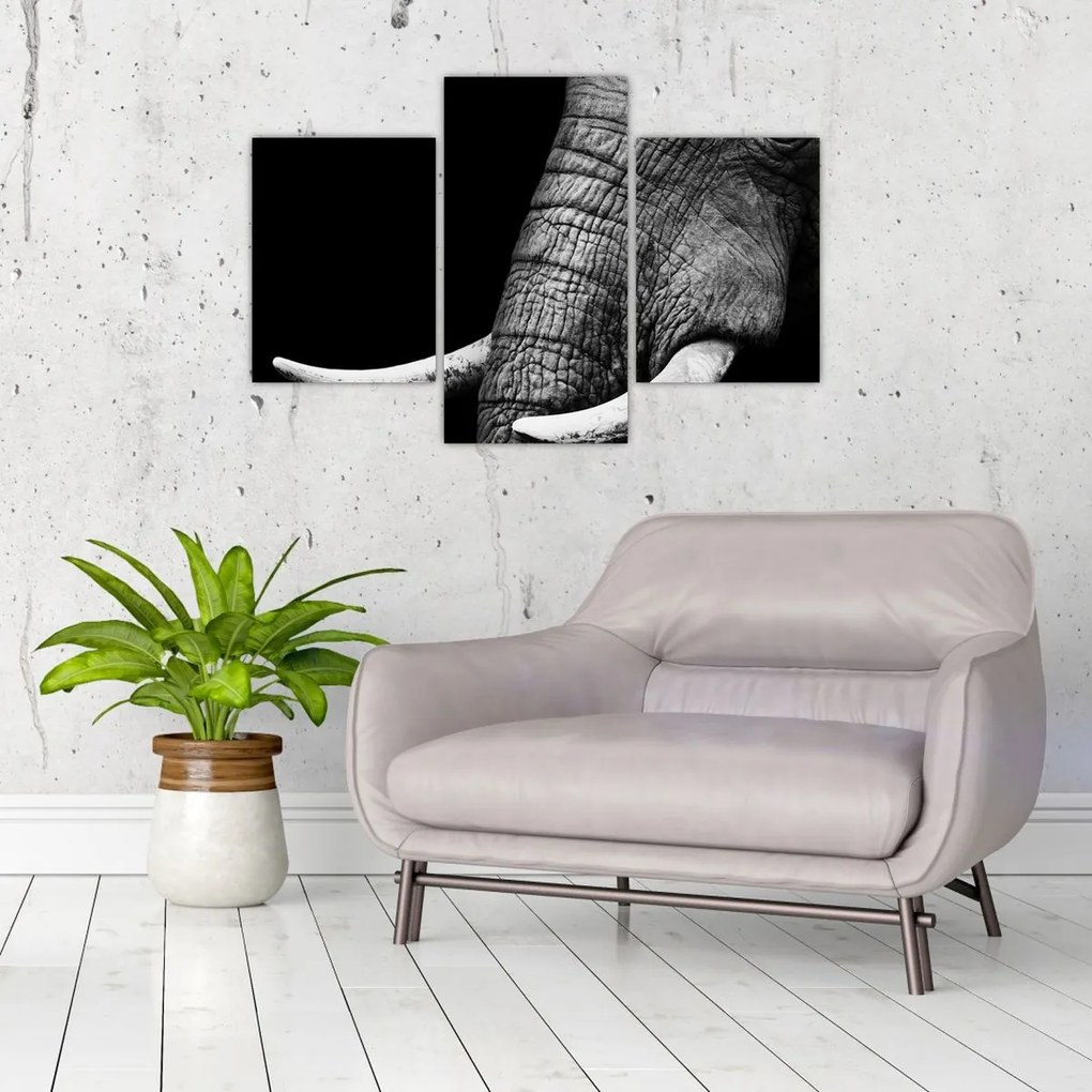 Tablou - Colți de elefant (90x60 cm)