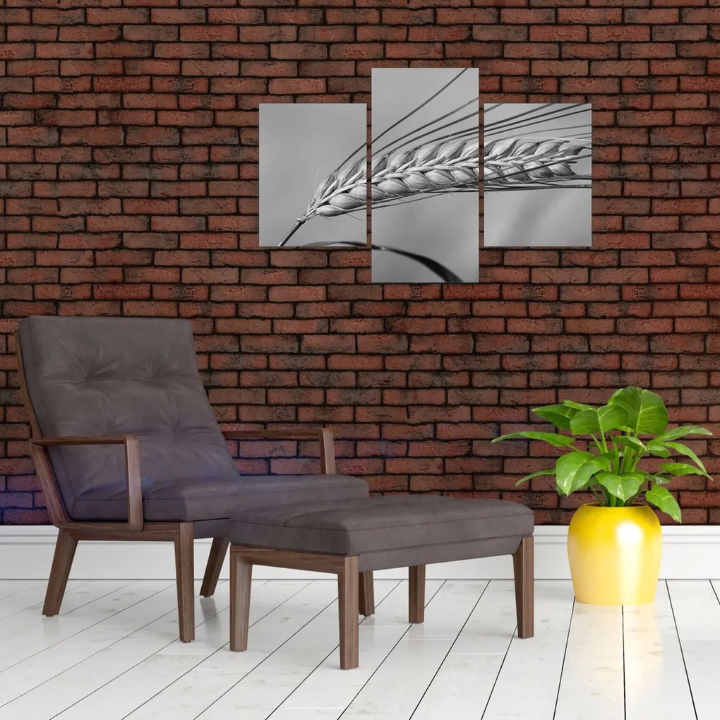 Tablou - Grâu,alb-negru (90x60 cm)