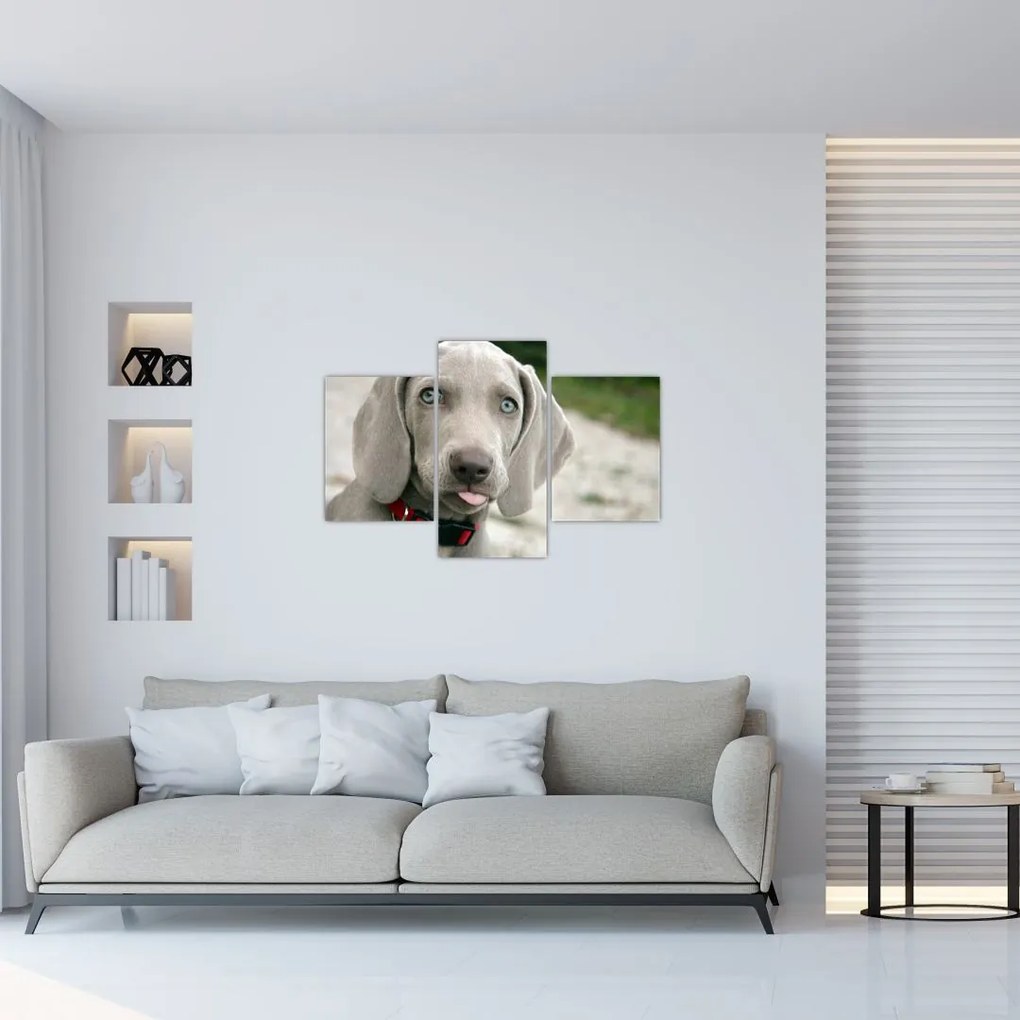 Tablou - cățeluș weimaraner (90x60 cm)