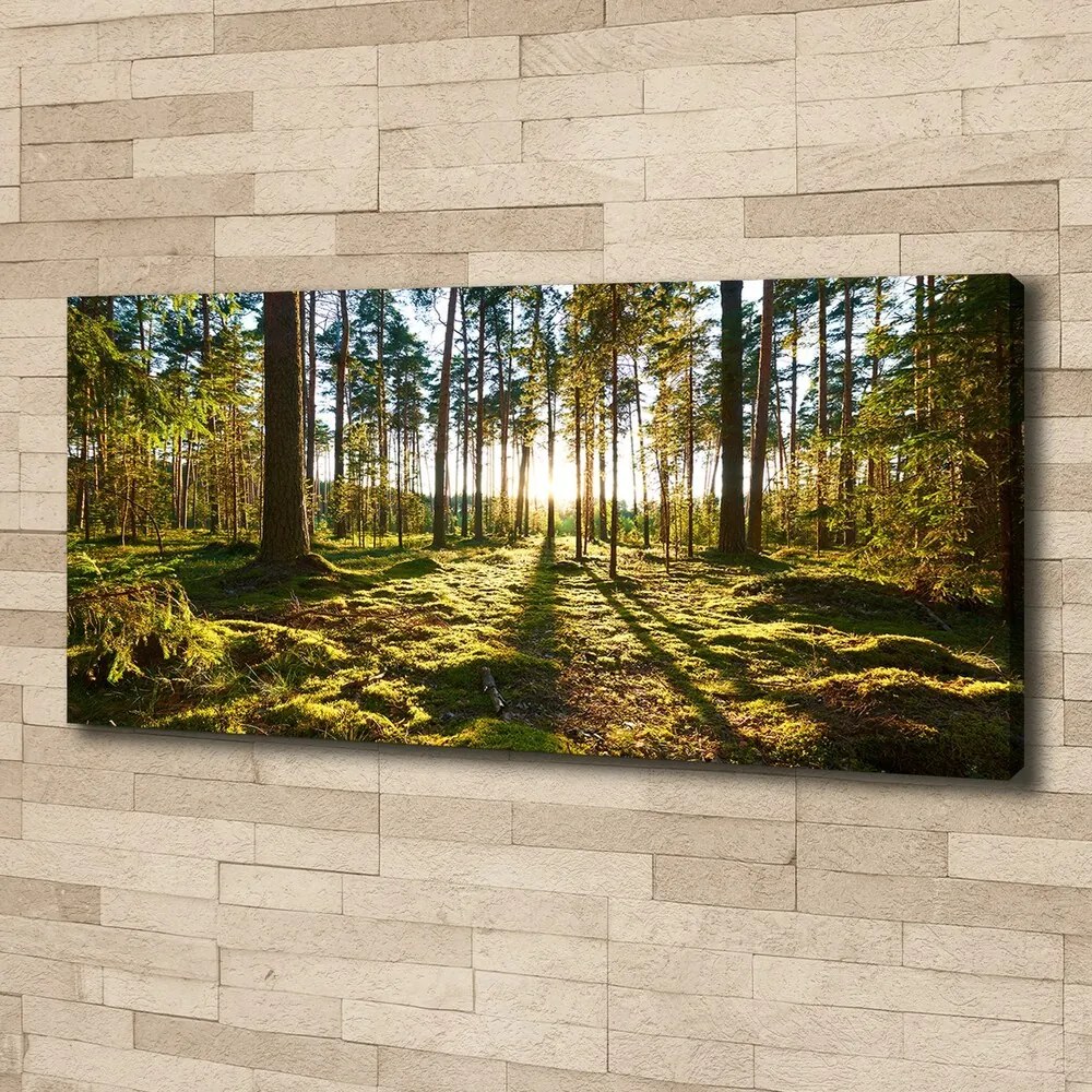 Tablou pe pânză canvas O pădure de pini