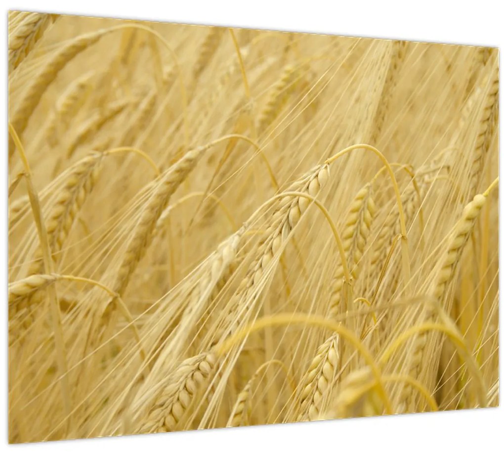 Tablou - Orz (70x50 cm)