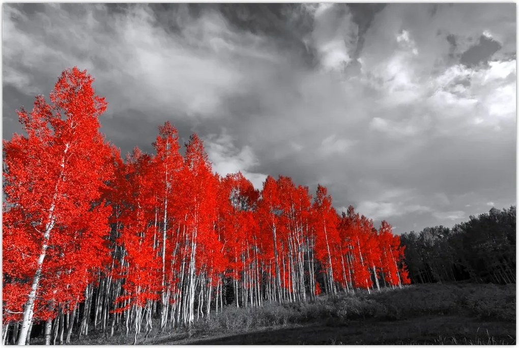 Tablou - Copaci în culorile toamnei (90x60 cm)